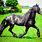 Images of Friesian Horses