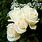 Images of White Roses