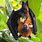 Indian Fruit Bat