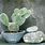 Indoor Cactus Varieties