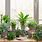 Indoor Plant Background