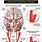 Intracranial Internal Carotid Artery