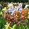 Iris Flower Field