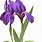 Irises Clip Art