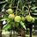 Irvingia Gabonensis African Mango