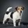 Jack Russell Terrier Girl