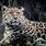 Jaguar HD Wallpapers 1080P