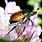 Japanese Beetle Insect