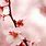Japanese Cherry Blossom iPhone