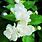 Jasmine Plant Fragrant White