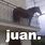 José Horse Meme