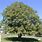 Juglans Regia Tree