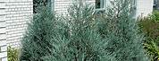Juniperus Scopulorum Bailigh