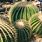 Kaktus Plant