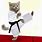 Karate Cat Meme