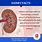 Kidney Fun Facts