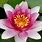 Korean Lotus Flower
