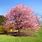 Kwanzan Cherry Blossom Tree