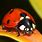 Ladybug Macro