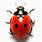 Ladybug Top View