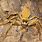 Large Australian Huntsman Spider