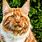 Large House Cat Breeds