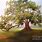 Large Oak Tree Canvas