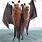 Largest Bat Wingspan