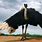 Largest Bird in World