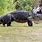 Largest Florida Alligator