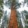 Largest Redwood Tree in the World
