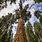 Largest Trees in California