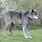 Largest Wolf Breed