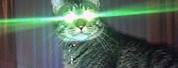 Laser Eye Cat Meme