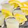 Lemon Drop Shot Recipe