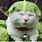 Lettuce Cat Meme