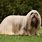 Lhasa Apso Dog Breed