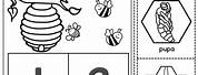 Life Cycle of a Bee Worksheet
