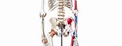 Life-Size Anatomical Skeleton