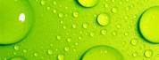 Light Green iPhone Wallpaper