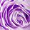 Lilac Rose Wallpaper