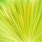 Lime Green Burst Web Background