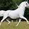 Lipizzan Stallions