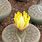 Lithops Pseudotruncatella