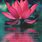 Lotus Flower Meaning Quotes