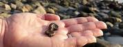 Lyme Regis Fossil Hunting