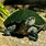 Madagascar Turtle