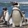 Magellanic Penguin Facts