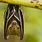 Malaysian Fruit Bat