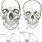 Male and Female Skull Comparison